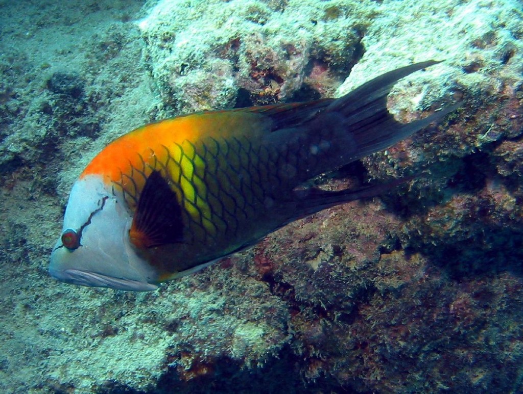 Epibulus insidiator (Labride dalla mascella lunga)